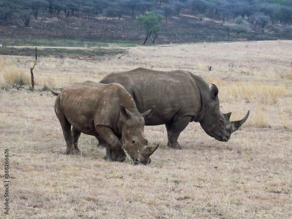 South Africa South Africa