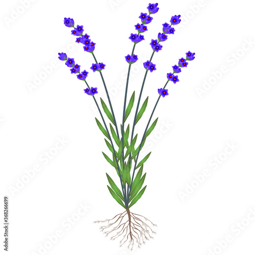 A lavender plant with roots and flowers on a white background.