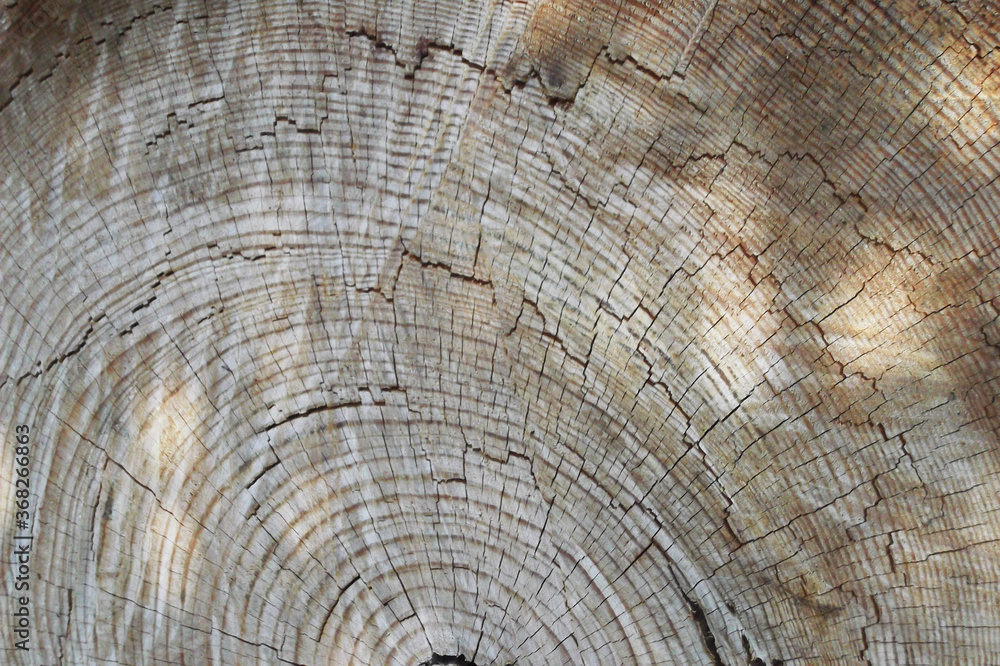 Fototapeta premium tree trunk