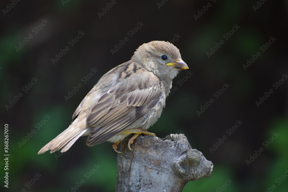 Passer Domesticus the Indian House Sparrows Passer Domesticus the Indian House Sparrows