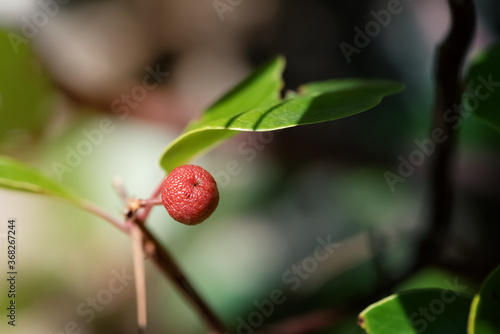 Red  decorative exotic cyprus berry strawberry tree on blurred background photo