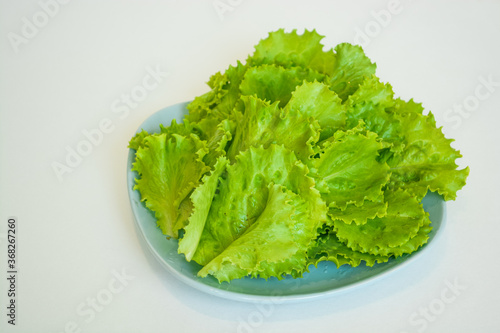 Fresh bunch of salad, raw green in blue plate. Harvest from garden, healthy vegetarian food concept, isolated on white background