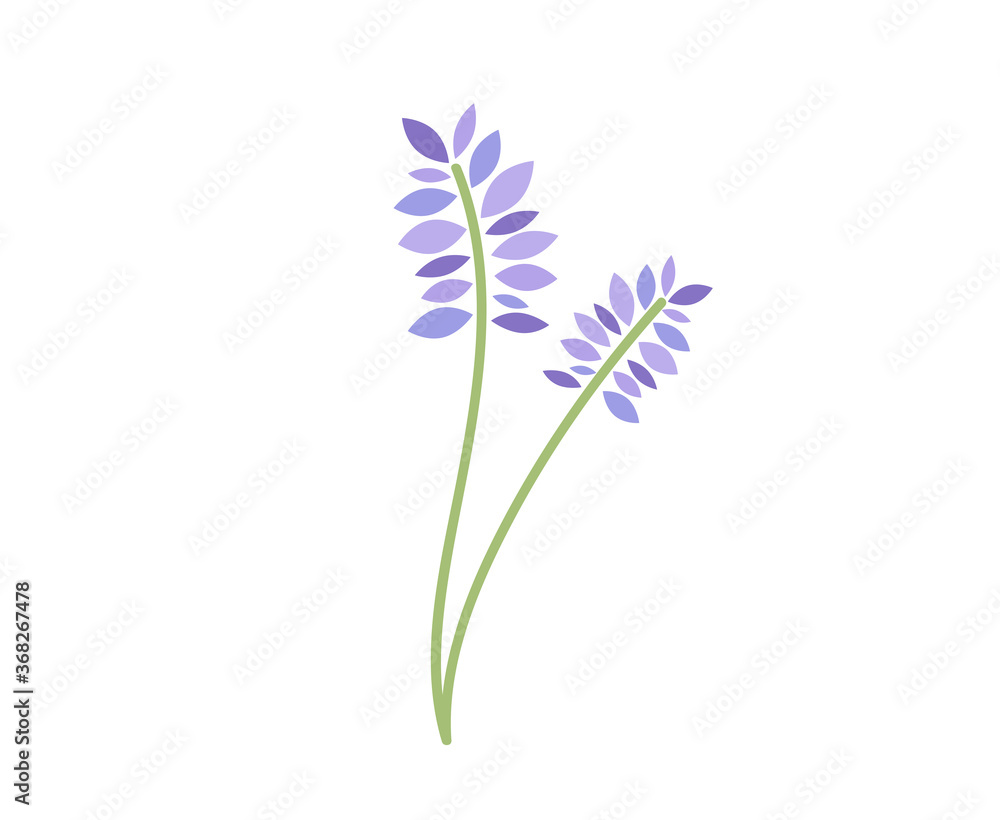 Fototapeta premium Lavender vector illustration. Lavender flower branch vector illustration. 