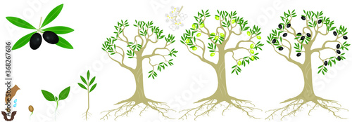 Cycle of growth of a plant of a olives isolated on a white background.