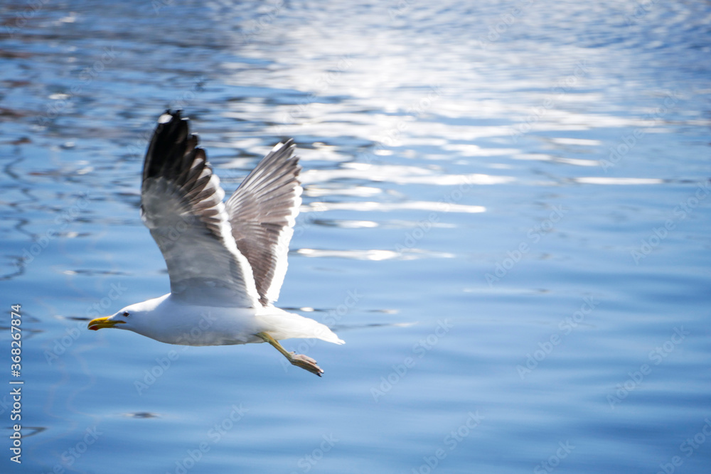 Vuelo de Gaviota Vuelo de Gaviota