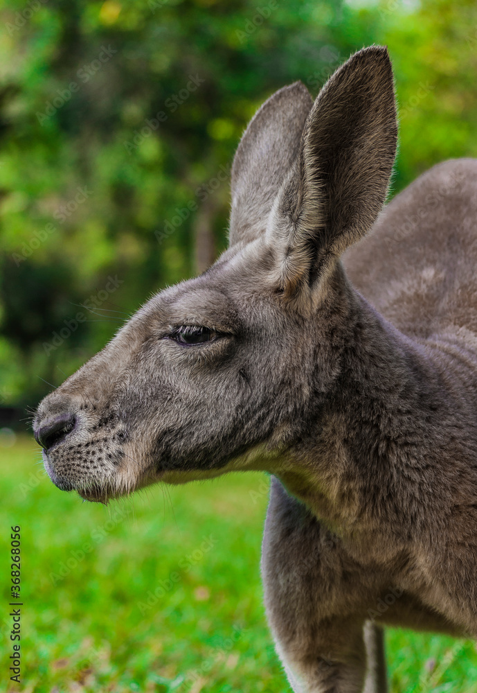 Red Kangaroo in Queensland Australia 