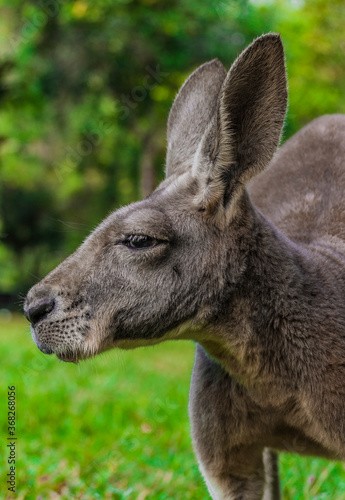 Red Kangaroo in Queensland Australia 