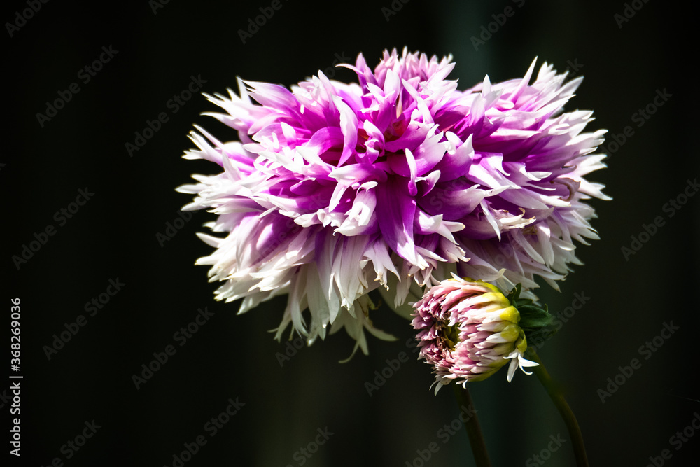 pink dahlia flower and bud on black background pink dahlia flower and bud on black background
