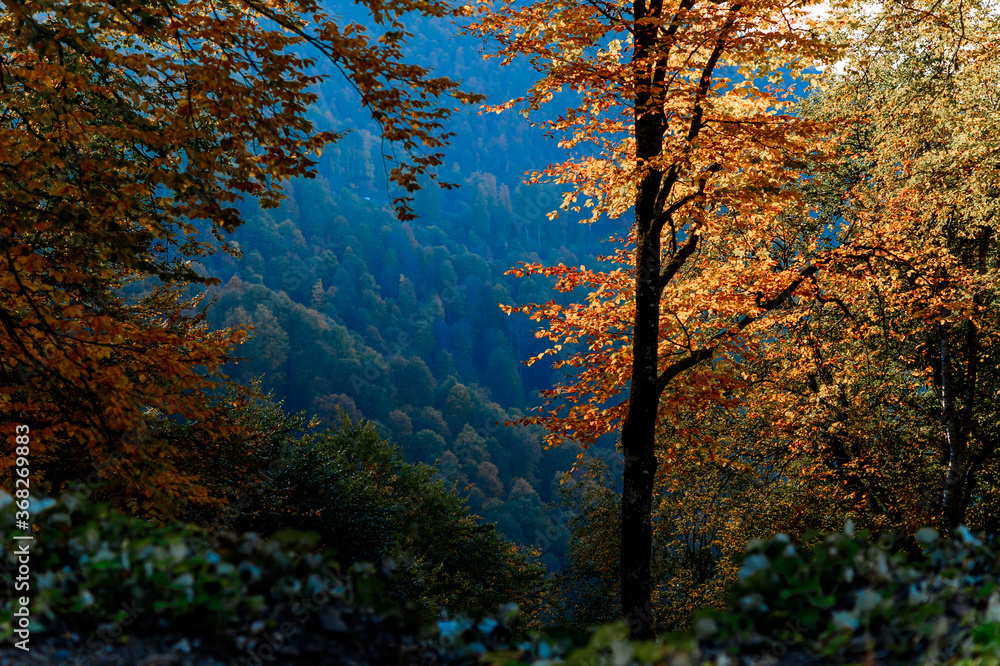 Mountain autumn landscape. The riot of colors of the autumn forest. The whole palette of shades of orange, green and blue. Trees with bright orange leaves bathe in the sunlight.