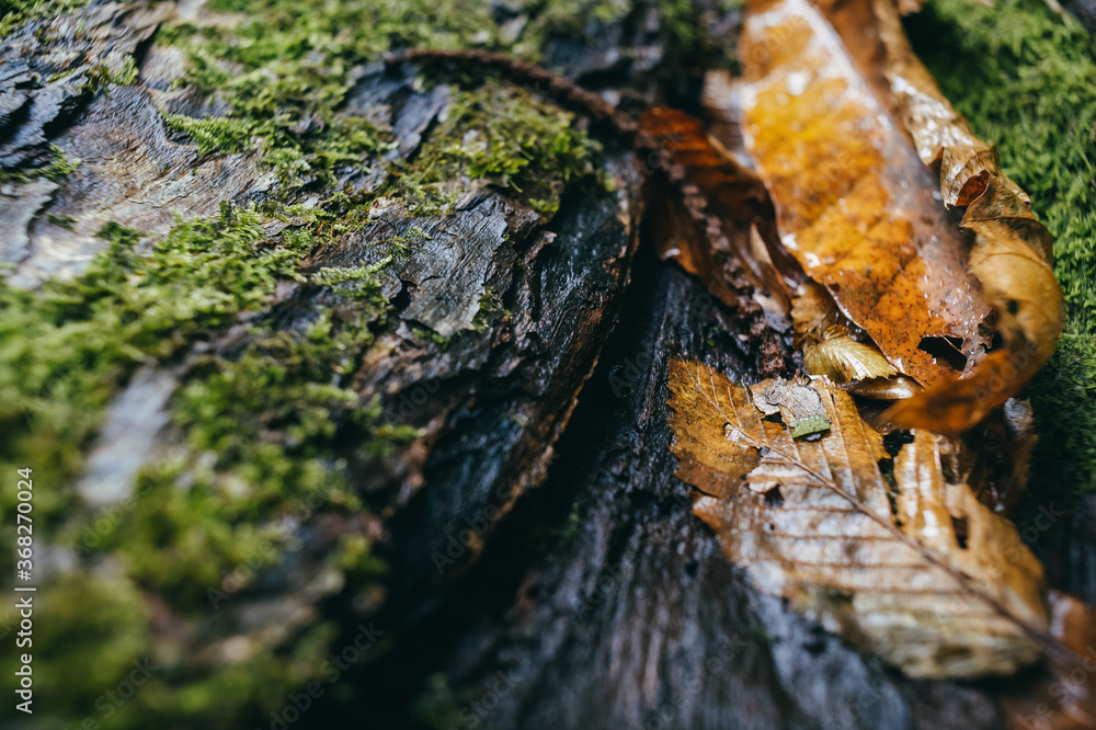 Texture, background. Macro photo of wet surface of an old tree. On the surface are autumn leaves, moss and perennial scratches Texture, background. Macro photo of wet surface of an old tree. On the surface are autumn leaves, moss and perennial scratches