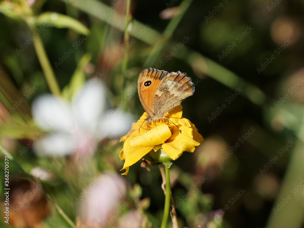 Pyronia tithonus, Rotbraune Ochsenauge oder Rostbraunes Ochsenauge - Sitzt Flügelunterseite auf einer Pflanze Pyronia tithonus, Rotbraune Ochsenauge oder Rostbraunes Ochsenauge - Sitzt Flügelunterseite auf einer Pflanze