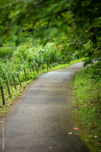 road in the forest