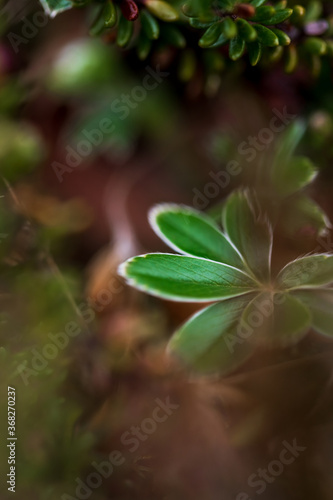 Macro photo of Icelandic plant. Wild forest plant with beautiful leaves