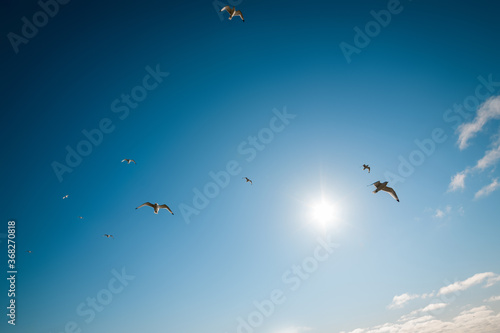 Snow-white gulls fly high in the sunny sky over the Atlantic Ocean