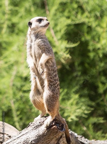 Meerkat standing to attention © paula