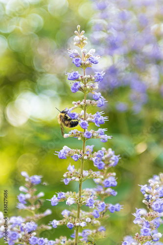 Bumble bee on purple flower (chase tree)