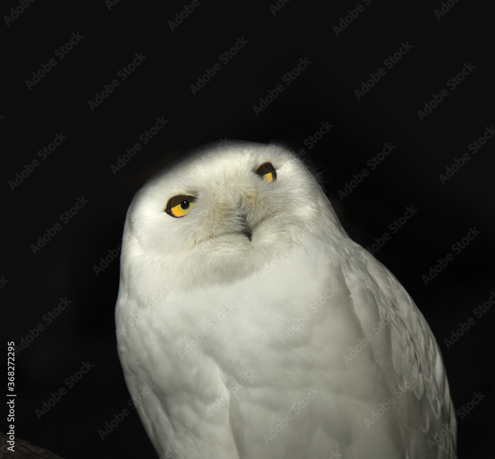 Obraz premium Snow owl on black background.