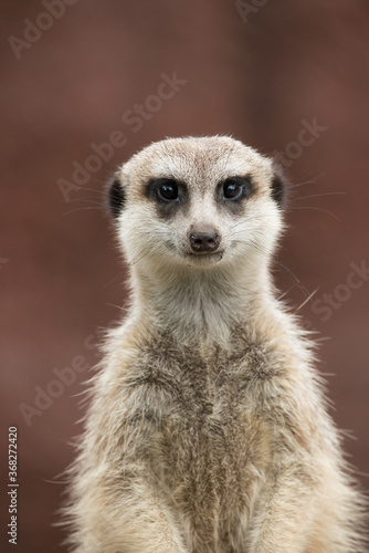ミ―アキャットの可愛いポートレート meerkat