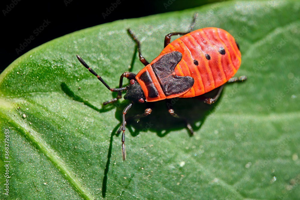 Nymphe einer Gemeinen Feuerwanze ( Pyrrhocoris apterus ). Nymphe einer Gemeinen Feuerwanze ( Pyrrhocoris apterus ).