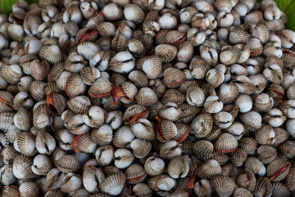 Fresh cockle in the market.cockles seafood, pile of fresh blood cockles top view, cockles or scallop fresh raw shellfish Fresh cockle in the market.cockles seafood, pile of fresh blood cockles top view, cockles or scallop fresh raw shellfish