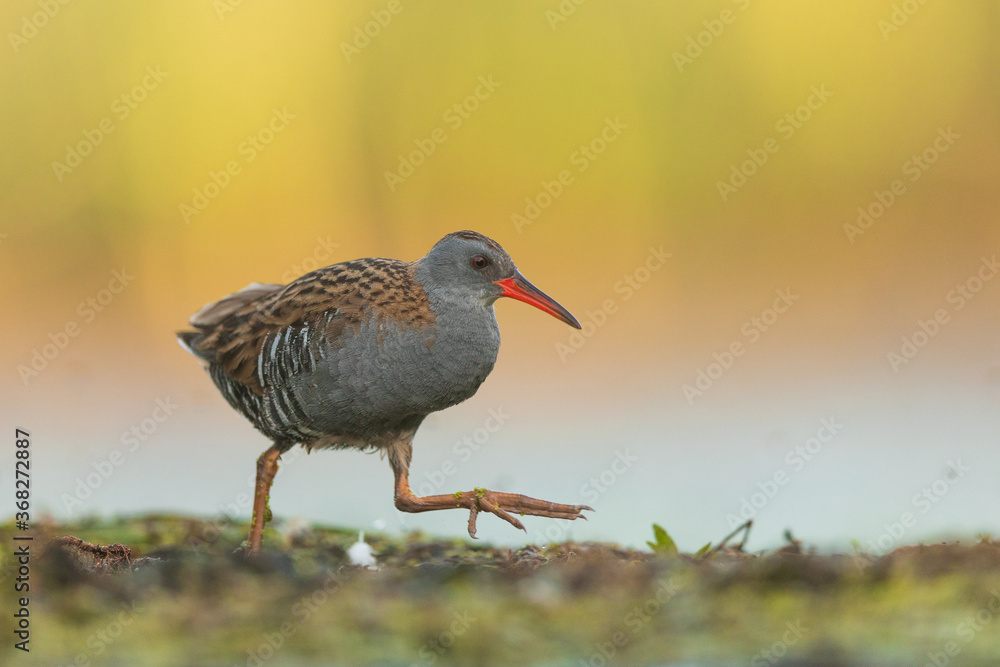Water Rail (Rallus aquaticus). Swamp bird.