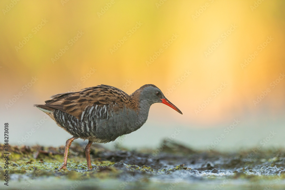 Water Rail (Rallus aquaticus). Swamp bird. Water Rail (Rallus aquaticus). Swamp bird.