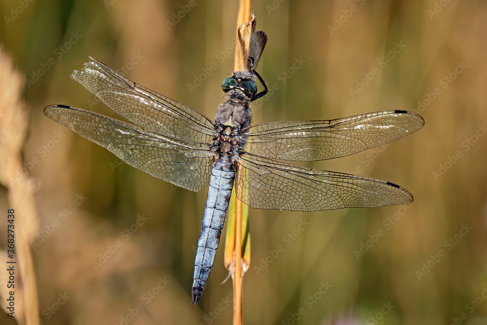 Großer Blaupfeil ( Orthetrum cancellatum ). Großer Blaupfeil ( Orthetrum cancellatum ).