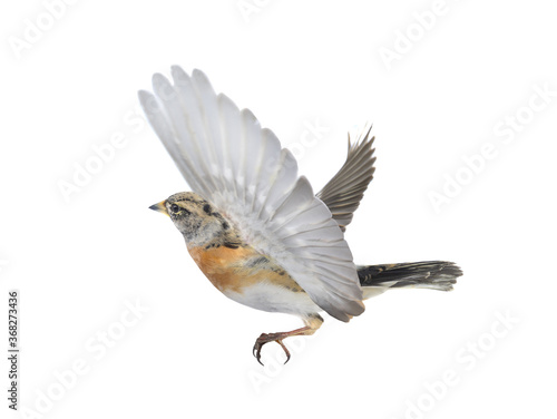 Brambling bird in flight isolated on white background. © fotomaster