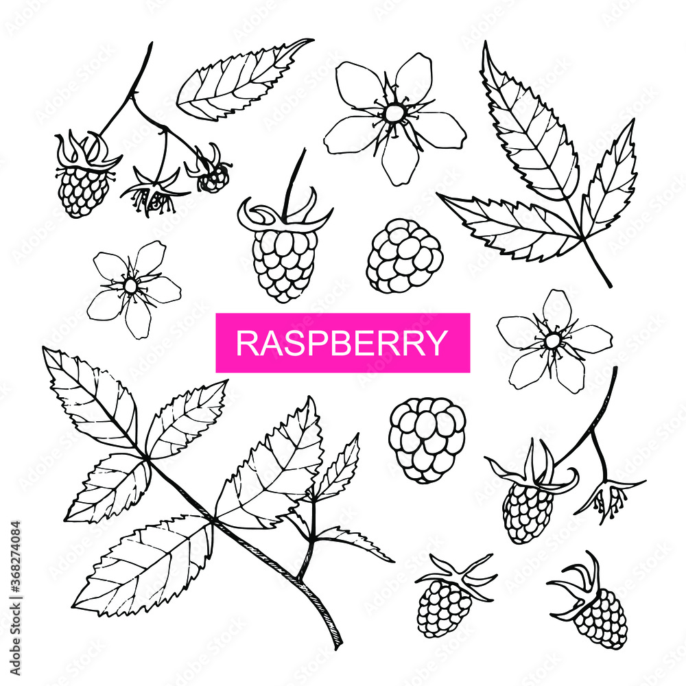 Vector set with raspberries, flowers and leaves isolated on white background. Hand-drawn sketch. Vector set with raspberries, flowers and leaves isolated on white background. Hand-drawn sketch.