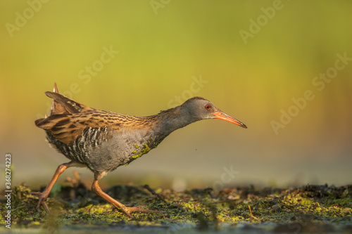 Water Rail (Rallus aquaticus). Swamp bird.