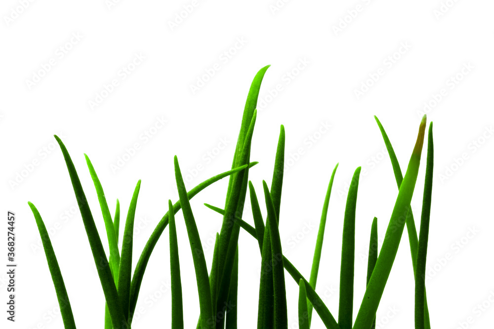 Fototapeta premium green grass isolated on white