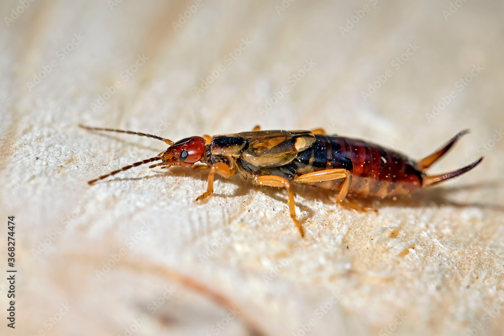 Gemeiner Ohrwurm ( Forficula auricularia ). Gemeiner Ohrwurm ( Forficula auricularia ).