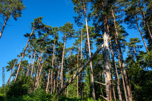 Frensham Little pond walk around, on a sunny July morning photo