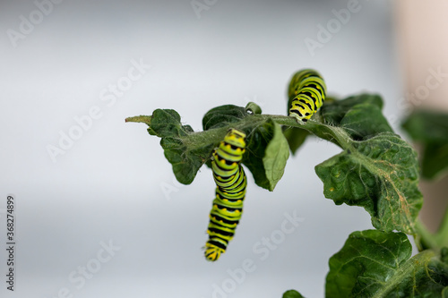 Black Swallowtail caterpillars. In North America they are more common species. It is the state butterfly of Oklahoma and New Jersey. © karel