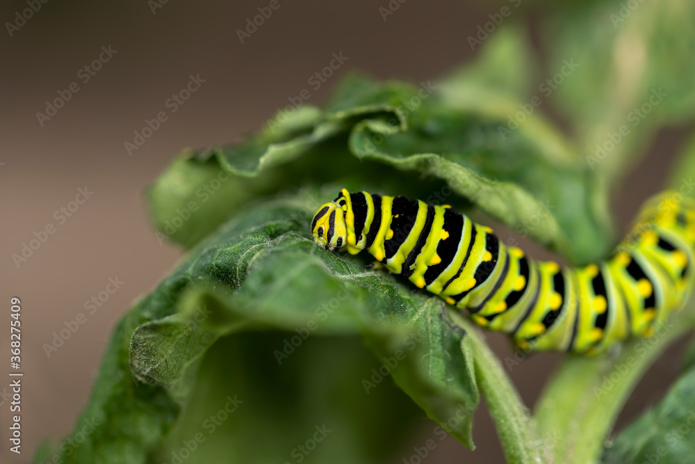 Black Swallowtail caterpillars. In North America they are more common species. It is the state butterfly of Oklahoma and New Jersey.