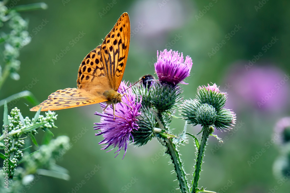 Kaisermantel oder Silberstrich ( Argynnis paphia ). Kaisermantel oder Silberstrich ( Argynnis paphia ).