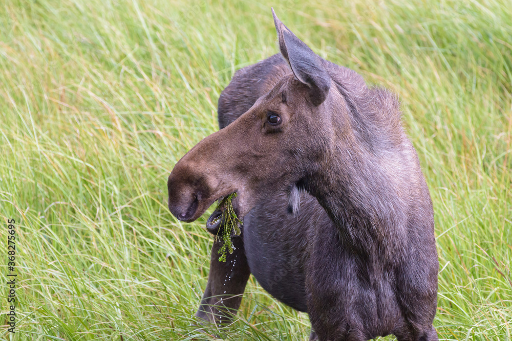 Fototapeta premium Moose in the Colorado Rocky Mountains