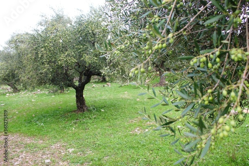 Koroneiki olives on olive tree in Messinia, Peloponnese, Greece. photo