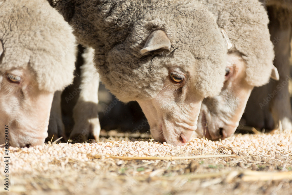 Young merino sheep eating lupins in drought Young merino sheep eating lupins in drought