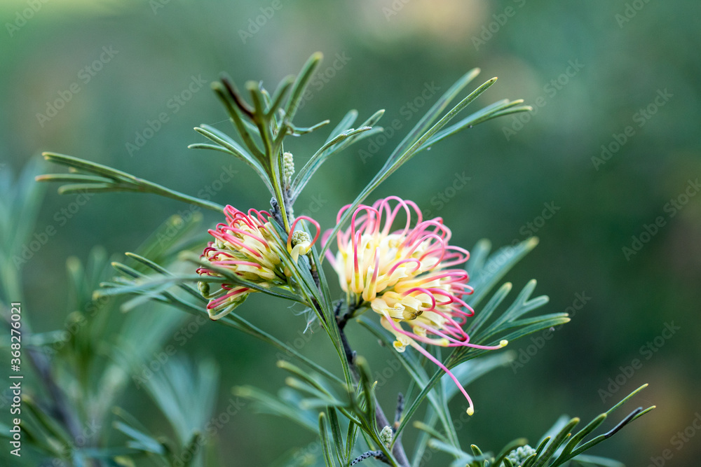 Cream and pink grevillea flower on green Cream and pink grevillea flower on green