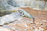 Miami, Florida / USA- May 26, 2019: Tired iguana lays on ground by the water pond at it's home in Parrot Jungle outdoor park on Watson Island.