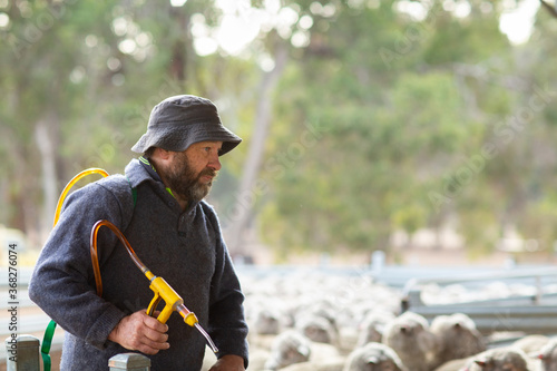 Sheep farmer with a drench applicator