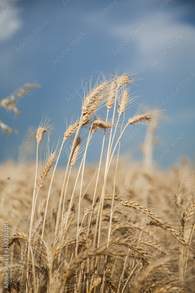 Bunch of bearded wheat growing tall above the rest of the crop