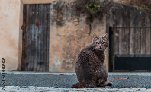 Photography Cat in the streets