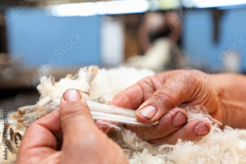 hands stretching merino wool to test strength