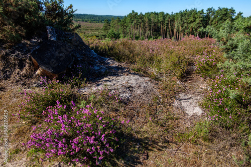 Frensham Little pond walk around, on a sunny July morning photo