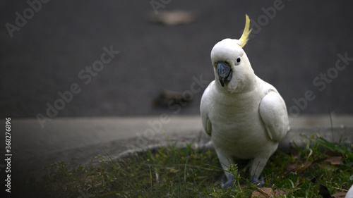 Cockatoo close up with copy space photo