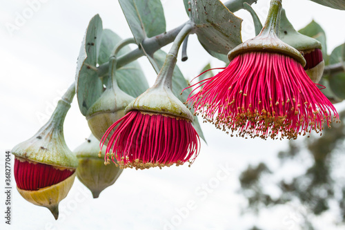 Three flowering gumnuts in different stages of bloom