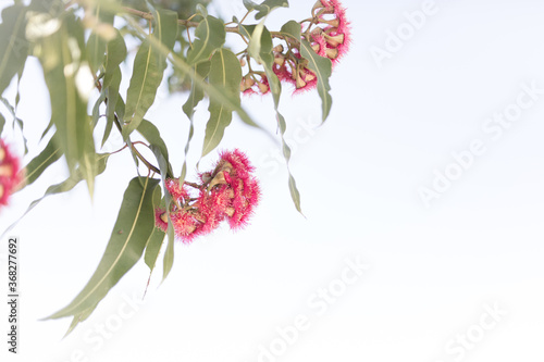 Pink flowering corymbia gum tree with sun flare