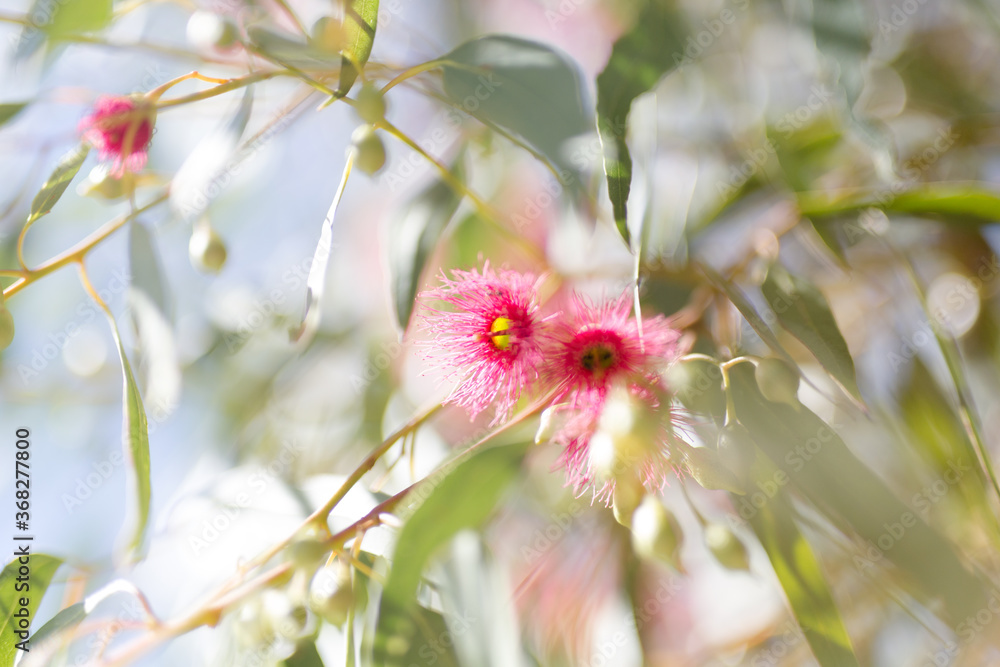 Looking up at pink gum flowers and leaves with sun flare